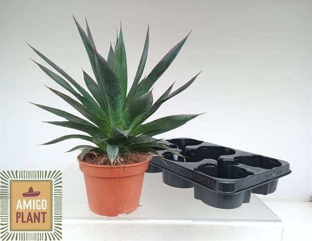 <h4>AGAV SHAKA ZULU</h4>