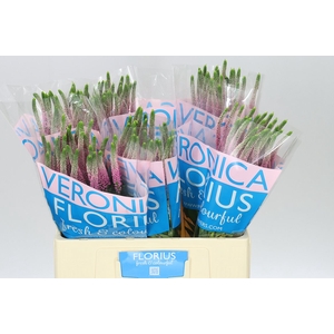 Veronica Clea Roswhita