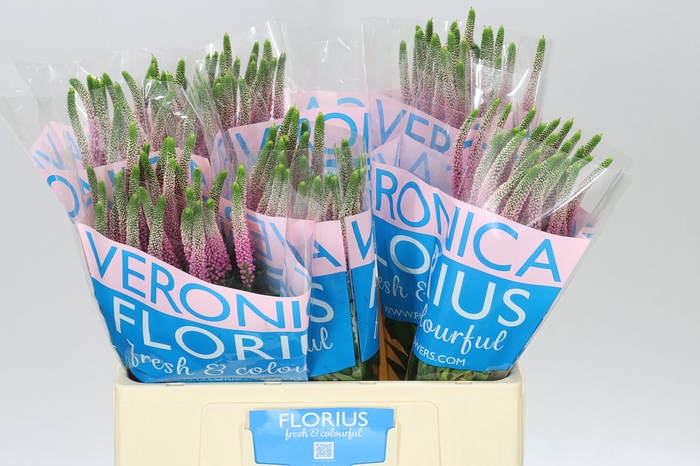 <h4>Veronica Clea Roswhita X25</h4>