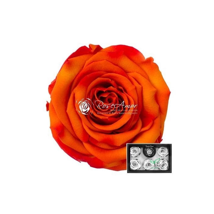 <h4>PRESERVED ROSES XL BIC-03</h4>