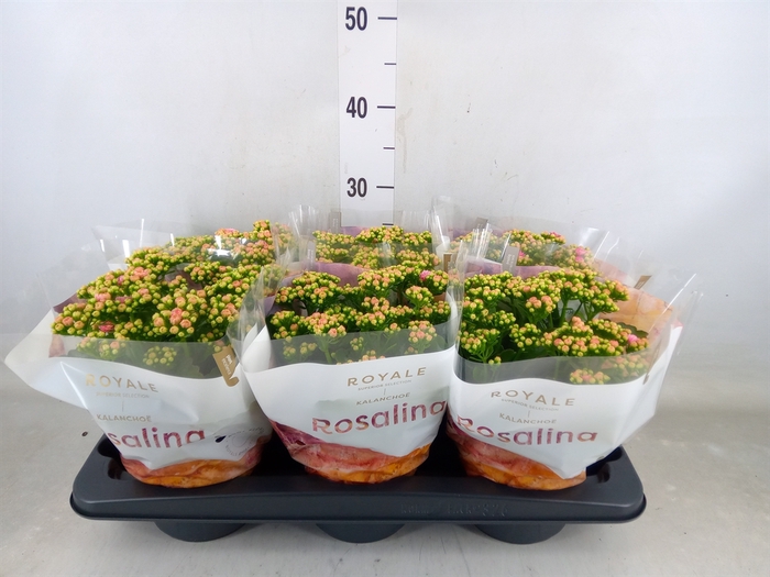 <h4>Kalanchoe blos. 'RosDon Alano'</h4>