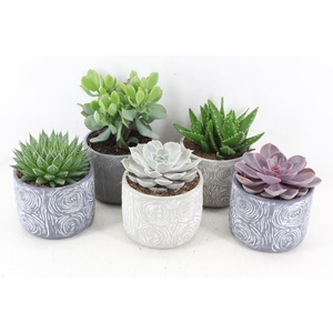 arr3 OV - Ker. Toledo x5