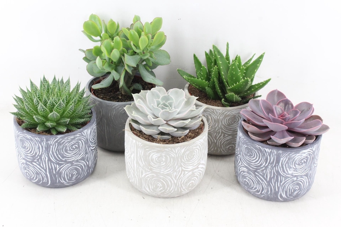 <h4>arr3 OV - Ker. Toledo x5</h4>