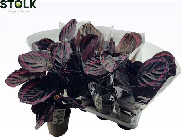 <h4>CALAT ROSEOP DOTTIE</h4>