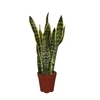 Sansevieria Laurentii