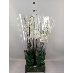 Phalaenopsis   ...white