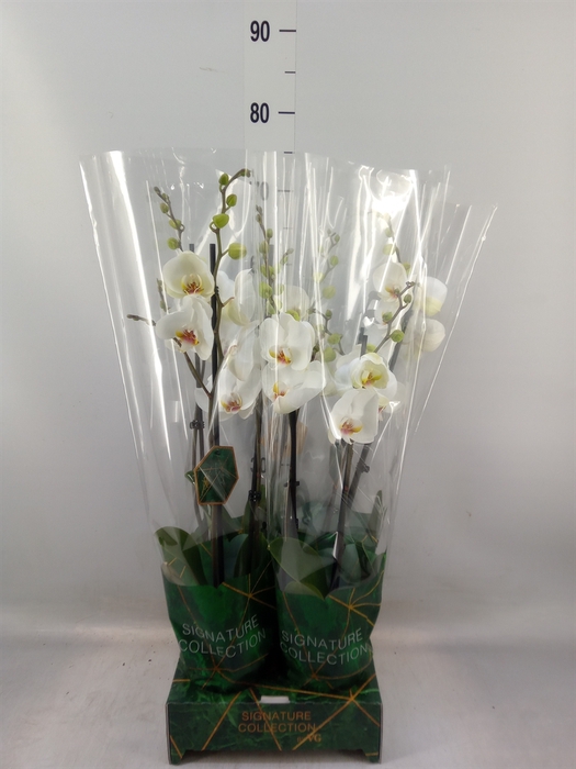 <h4>Phalaenopsis   ...white</h4>