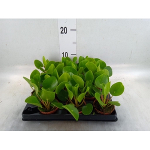 Pilea peperomioides