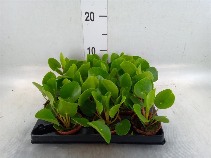 <h4>Pilea peperomioides</h4>