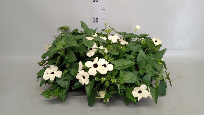 <h4>Thunbergia alata</h4>