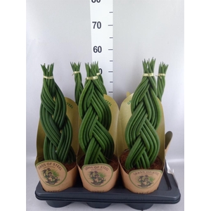 Sansevieria cyl.  ...
