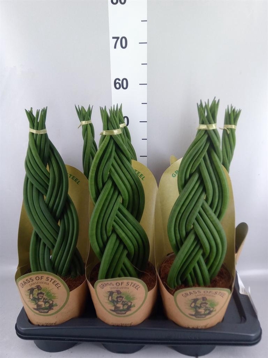 <h4>Sansevieria cyl. ...</h4>