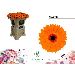Germini Allure Water