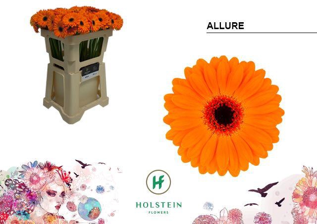 <h4>Germini Allure Water</h4>