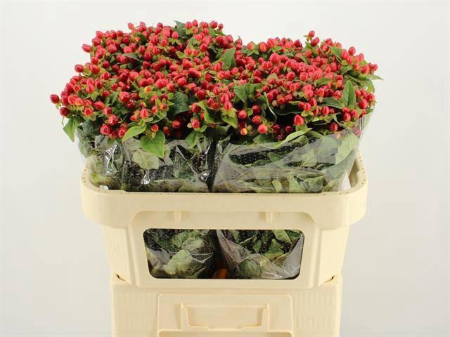 <h4>HYP MAG TRIUMPH</h4>