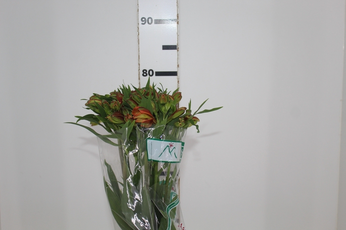 <h4>ALSTROEMERIA CHEERIO 080 CM</h4>