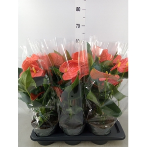 Anthurium andr. 'Orange King'
