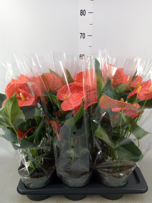 <h4>Anthurium andr. 'Orange King'</h4>