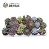 Sierra's® - Barcelona Succulent Mix (Collection)