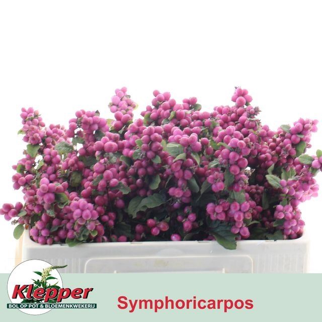 <h4>SYMPHORICARPOS PB 'MAG RUBY GIANT'</h4>