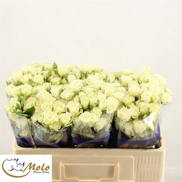 <h4>R Tr Snowflake Molo River</h4>