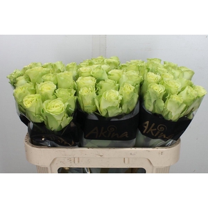 R Gr Green Generatio