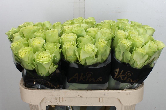 <h4>R Gr Green Generatio</h4>