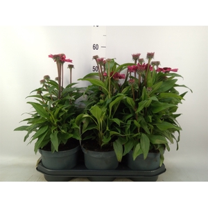 Echinacea  'SunSeekers Red'