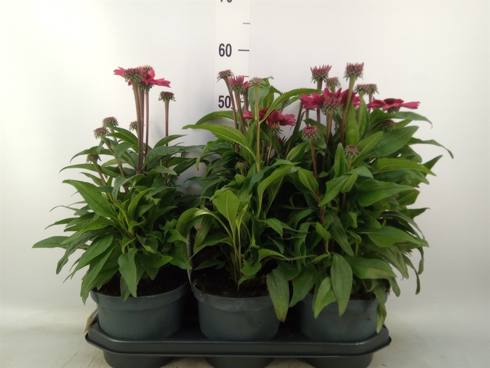 <h4>Echinacea  'SunSeekers Red'</h4>