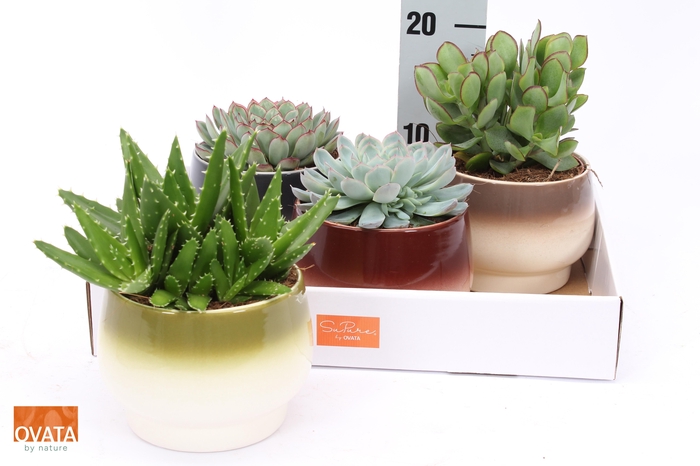 <h4>SUCC GEM 4 SRT</h4>