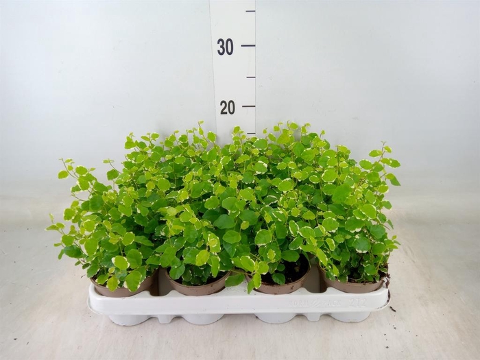 <h4>Ficus pumila 'White Sunny'</h4>