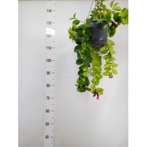 Aeschynanthus  'Mona Lisa'