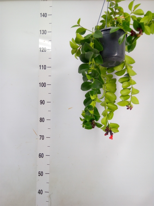 <h4>Aeschynanthus  'Mona Lisa'</h4>