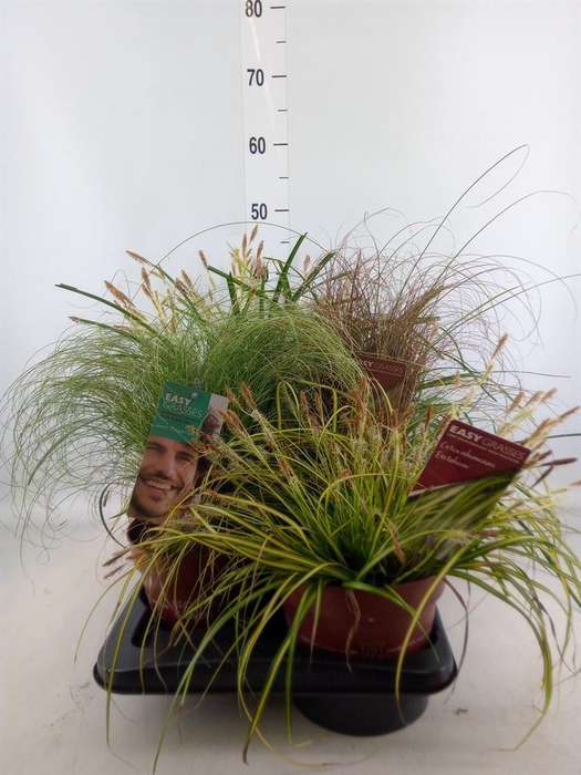 <h4>Carex ...mix</h4>