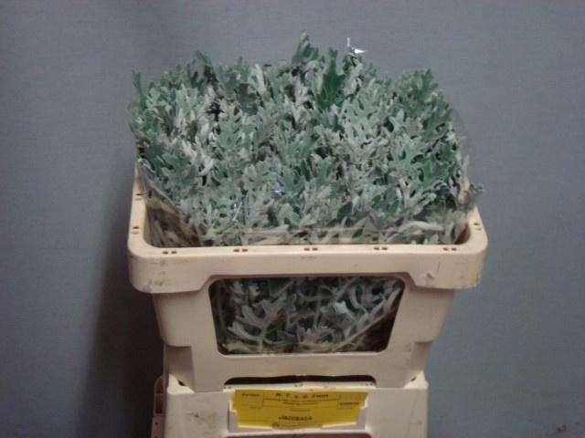 <h4>JACOBAEA MARITIMA</h4>