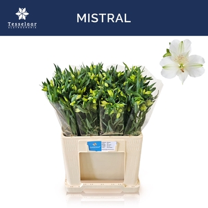 ALSTR MISTRAL
