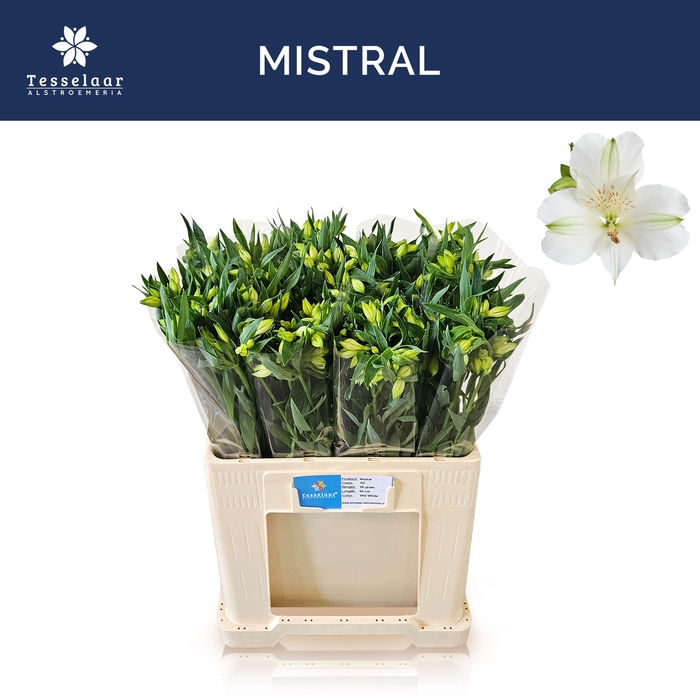 <h4>ALSTR MISTRAL</h4>