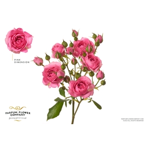 Rosa Spray Pink Dimension