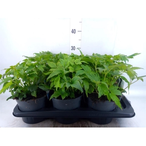 Anemone hybrida 'Honorine Jobert'