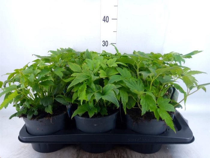 <h4>Anemone hybrida 'Honorine Jobert'</h4>