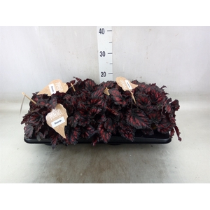 Begonia BD 'MagicColours Etna'