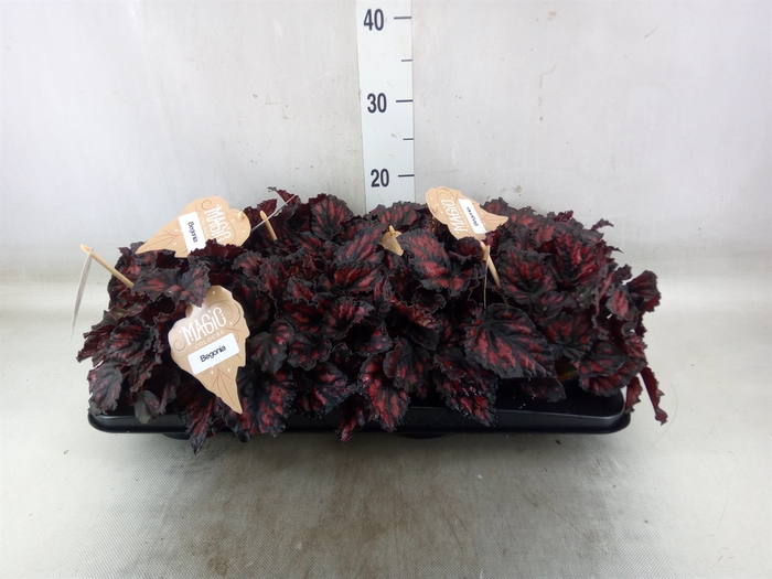 <h4>Begonia BD 'MagicColours Etna'</h4>