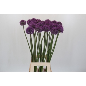 Allium 'Dark Knight'