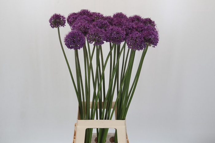 <h4>Allium 'Dark Knight'</h4>