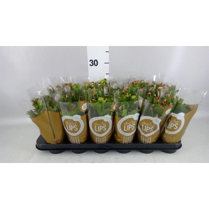 Schlumbergera   ...