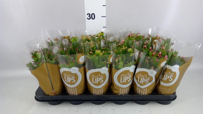 <h4>Schlumbergera   ...</h4>