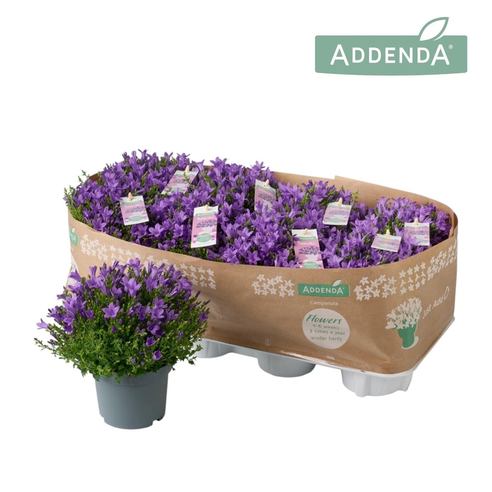 <h4>Campanula Ambella® Intense Purple</h4>