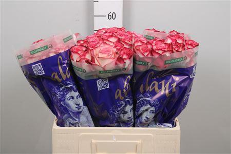 <h4>R Gr Paloma</h4>