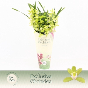 Cymbidium, Mint Source 3-spike 'Exclusiva Orchidea' Potcover