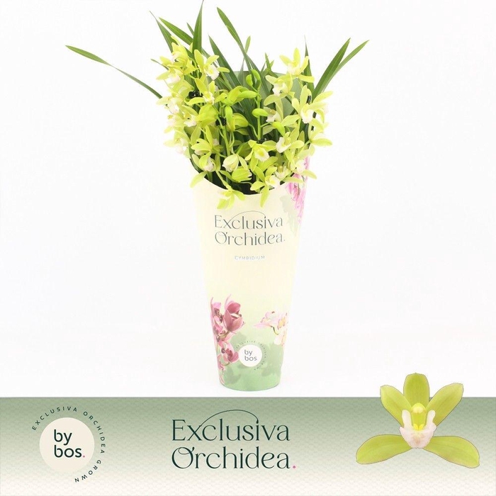 <h4>Cymbidium, Mint Source 4-spike 'Exclusiva Orchidea' Potcover</h4>